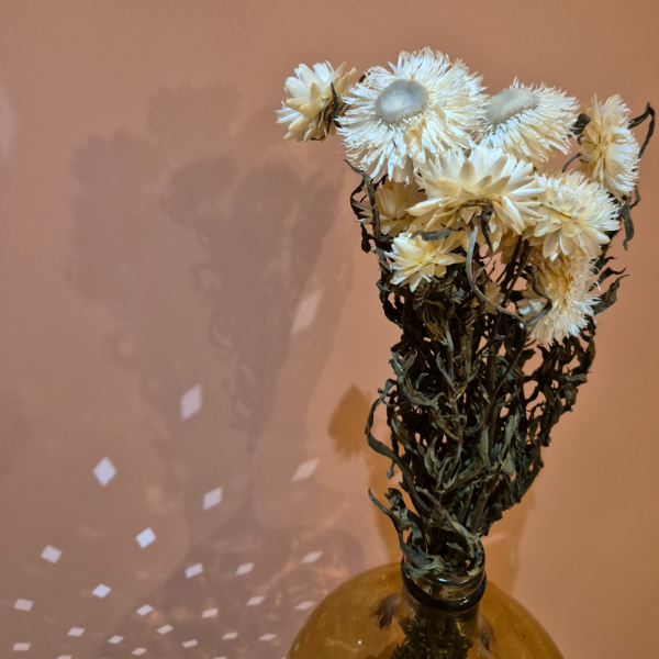 Helichrysum blanc – Image 2