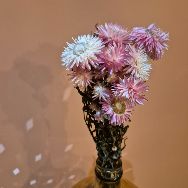 helichrysum rose – Image 2