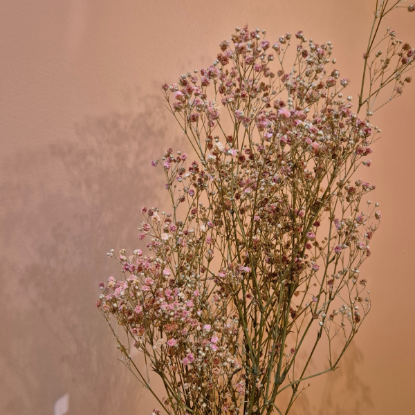 Gypsophile stabilisé rose – Image 2