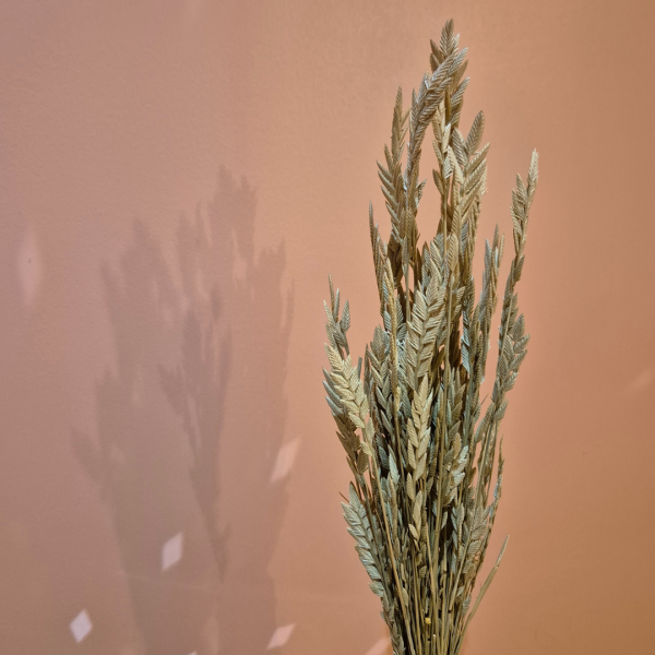 Spiga d'or – Image 2