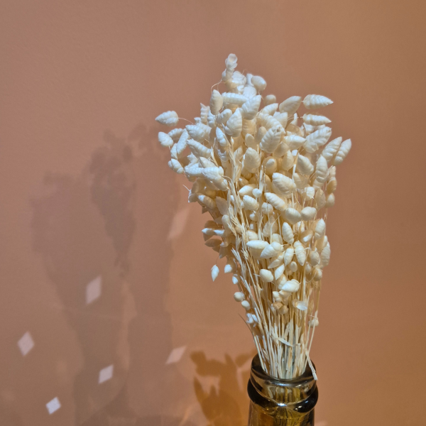 Briza maxima – Image 3