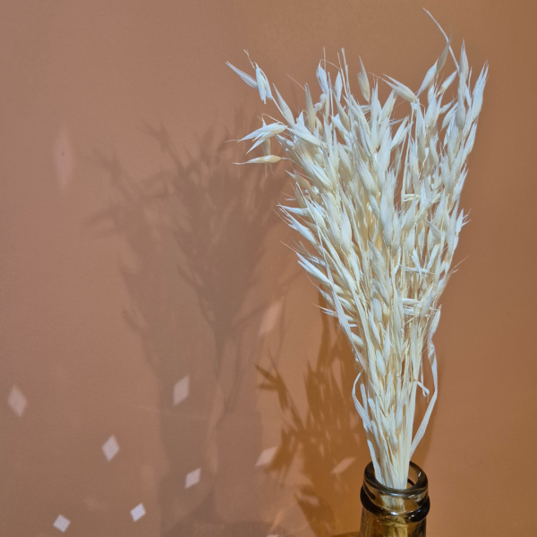 Avoine blanc – Image 2