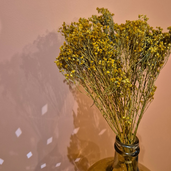 Broom bloom jaune – Image 2