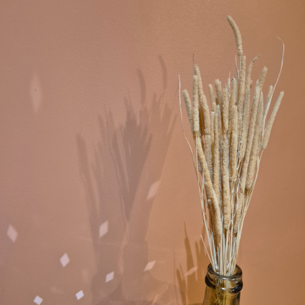 Phleum blanchi – Image 2