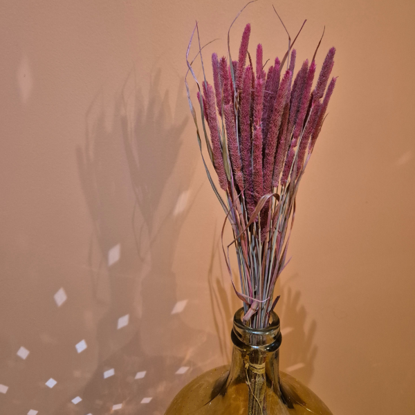 Phleum rose – Image 2