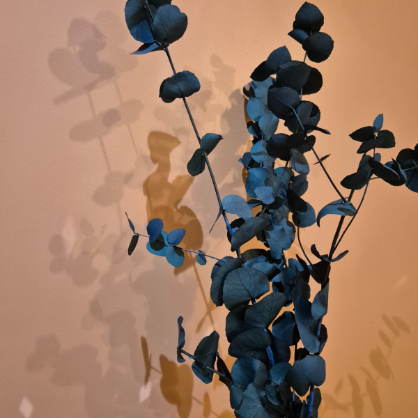 Eucalyptus stuartiana stabilisé bleu – Image 2