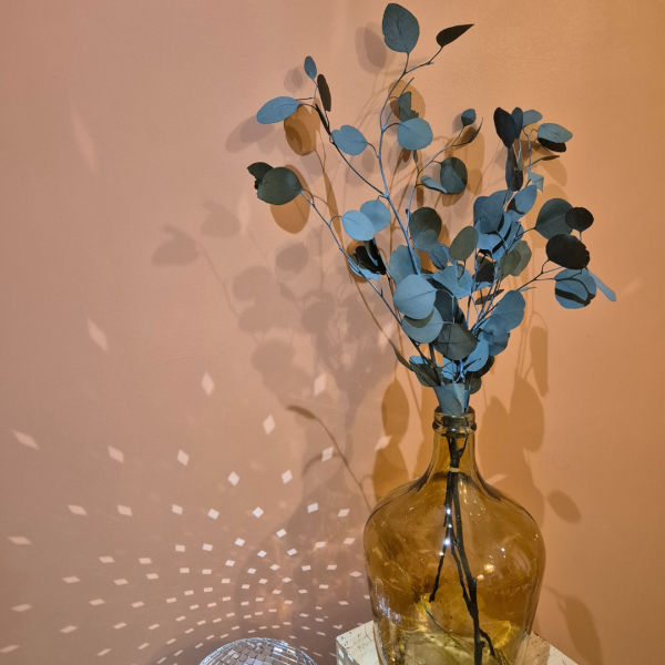Eucalyptus populus stabilisé – Image 3