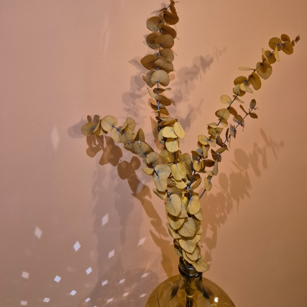 Eucalyptus stuartiana stabilisé jaune – Image 2