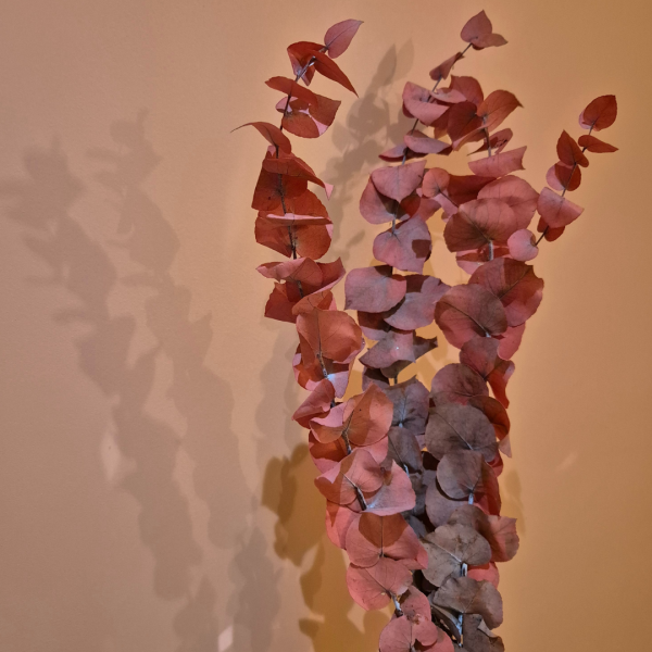 Eucalyptus stuartiana stabilisé rouge – Image 2