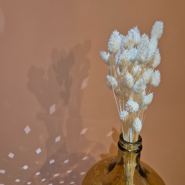 Phalaris blanc – Image 2