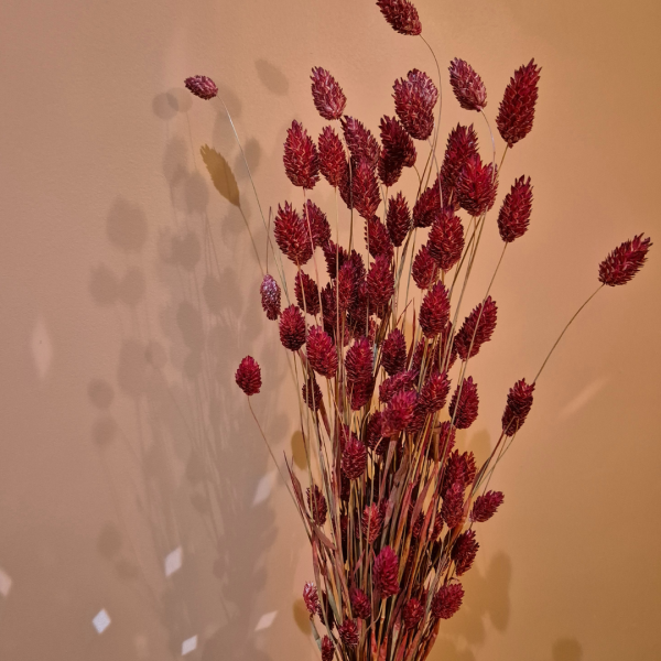 Phalaris rouge – Image 2