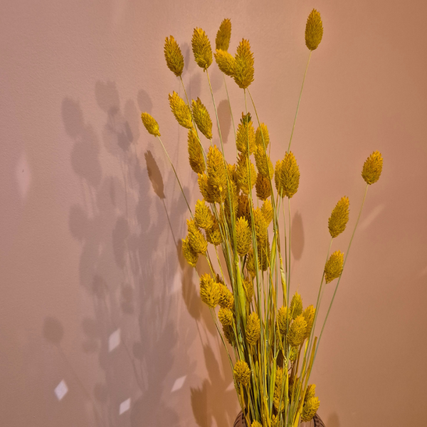 Phalaris jaune – Image 2