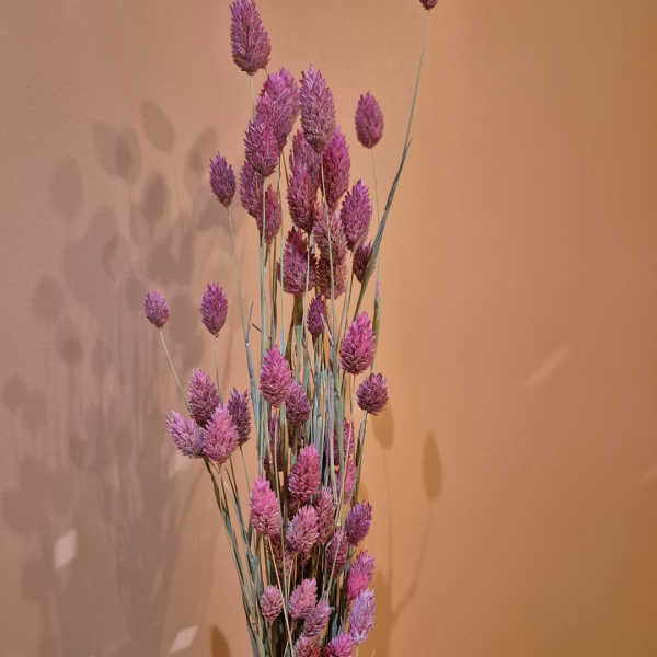 Phalaris rose – Image 2
