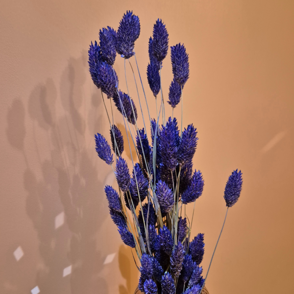 Phalaris violet – Image 2