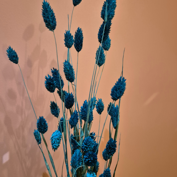 Phalaris bleu pétrole – Image 2