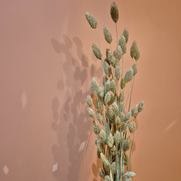 Phalaris naturel – Image 2