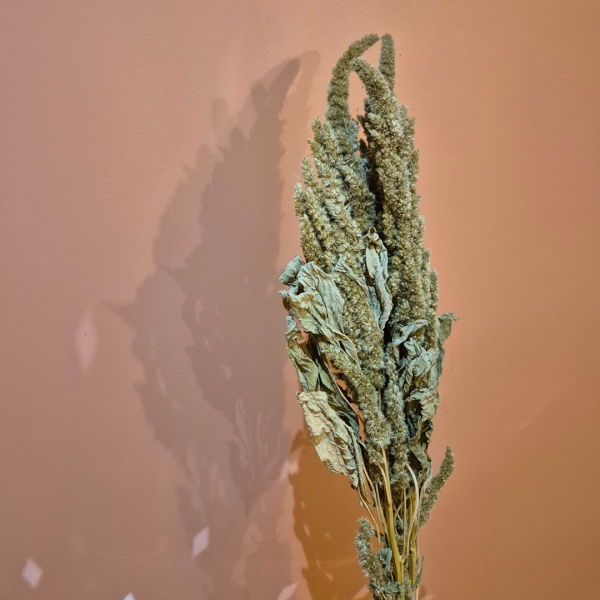 Amarante vert – Image 2