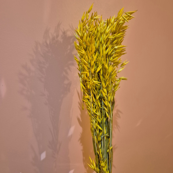 Avoine jaune – Image 2