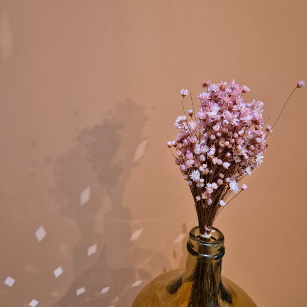 Glixia rose – Image 2