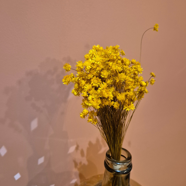 Glixia jaune – Image 2
