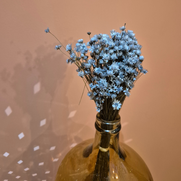 Glixia bleu gris – Image 2