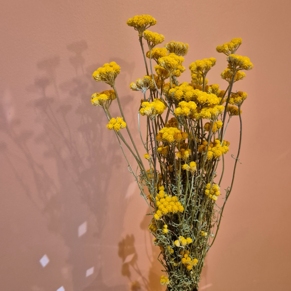 Lona – Image 2