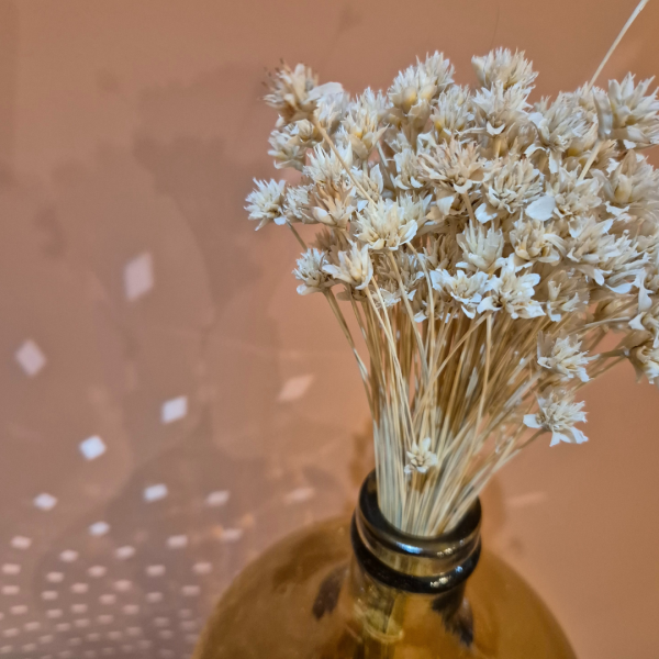 Fleurs des collines blanche – Image 2