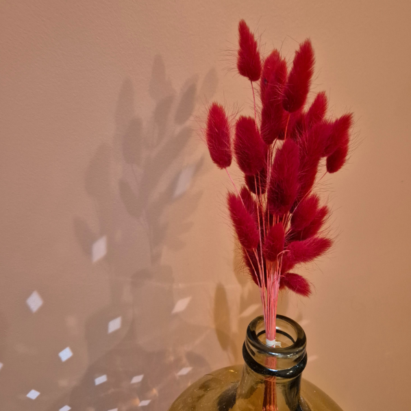 Lagurus rouge – Image 2