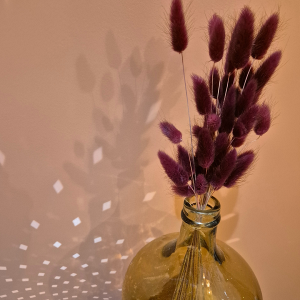Lagurus bordeau – Image 3