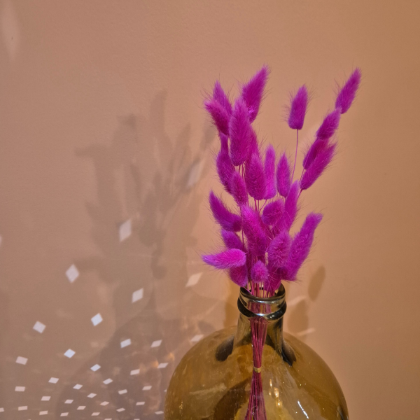 Lagurus fuschia – Image 2