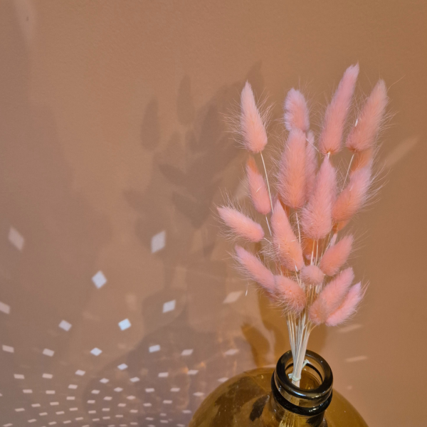 Lagurus rose – Image 2