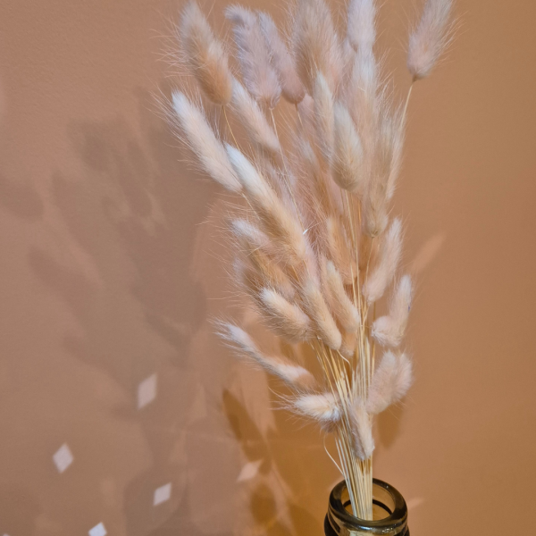 Lagurus rose pâle – Image 2
