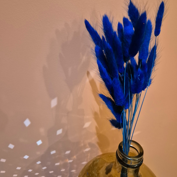 Lagurus bleu – Image 2