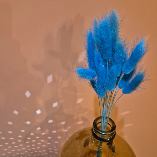 Lagurus bleu turquoise – Image 2