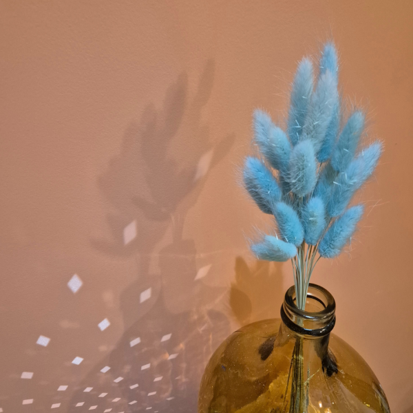 Lagurus bleu clair – Image 3