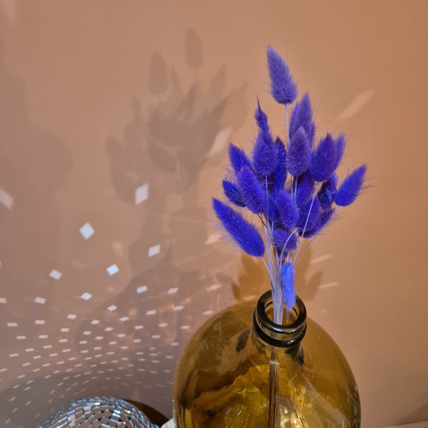 Lagurus violet – Image 2
