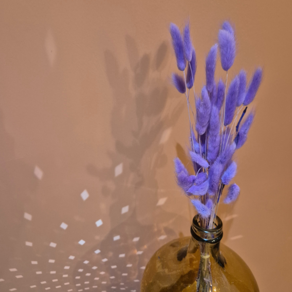 Lagurus violet clair – Image 2