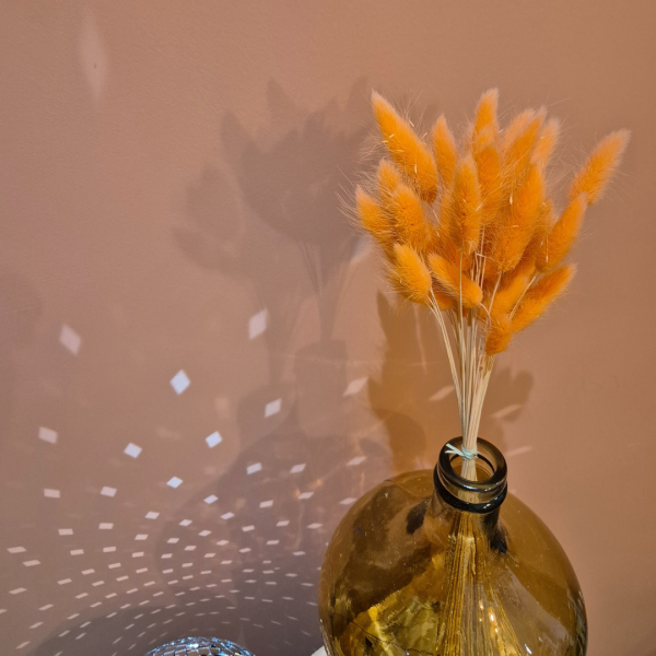 Lagurus orange – Image 3