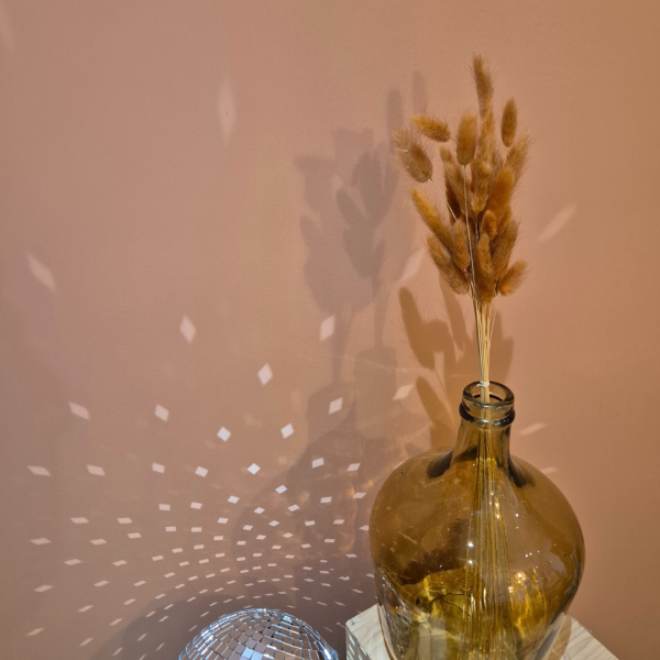 Lagurus terracotta – Image 3