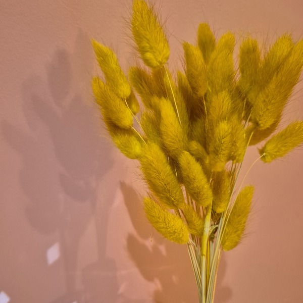 Lagurus moutarde – Image 2