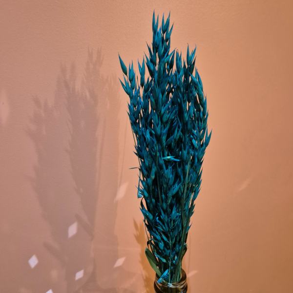 Avoine bleu – Image 2