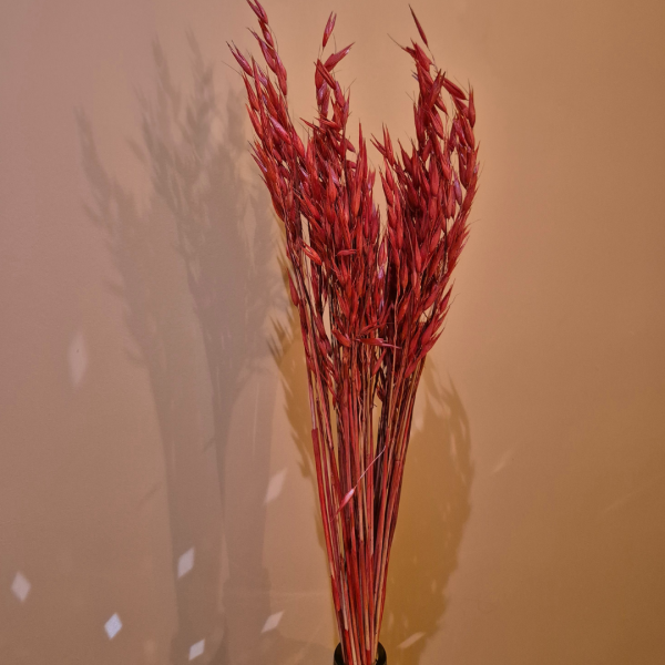 Avoine rouge – Image 2