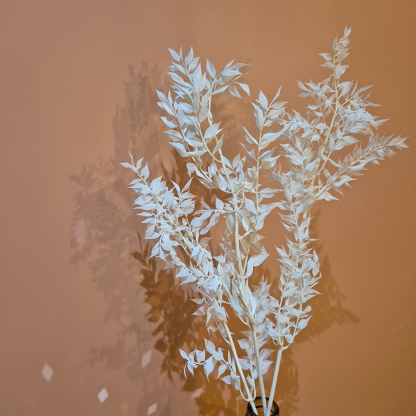 Ruscus stabilisé – Image 2