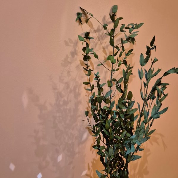 Eucalyptus parvifolia