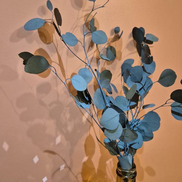 Eucalyptus populus