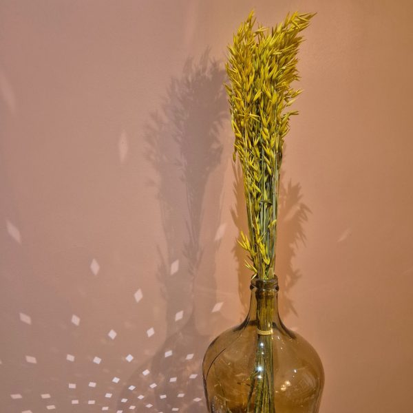 avoine jaune