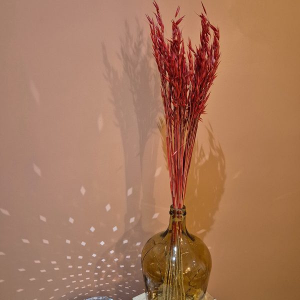 avoine rouge