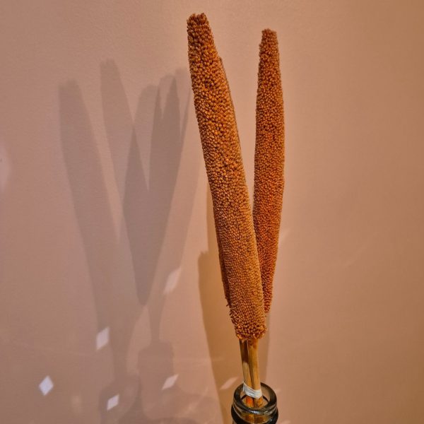babala séché orange