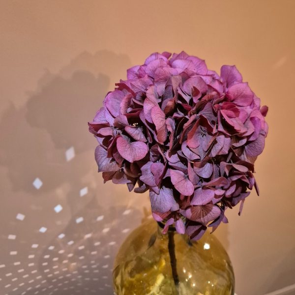 botte d'hortensia stabilise bordeau