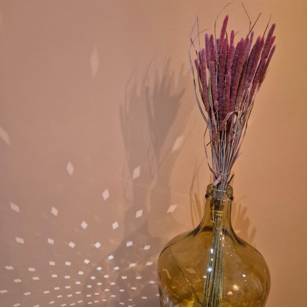botte phleum rose